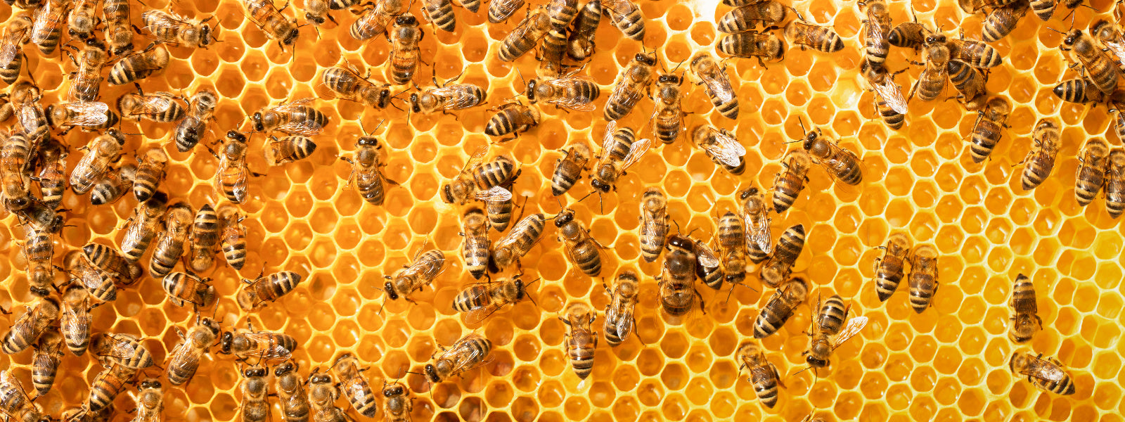 Bee Hives